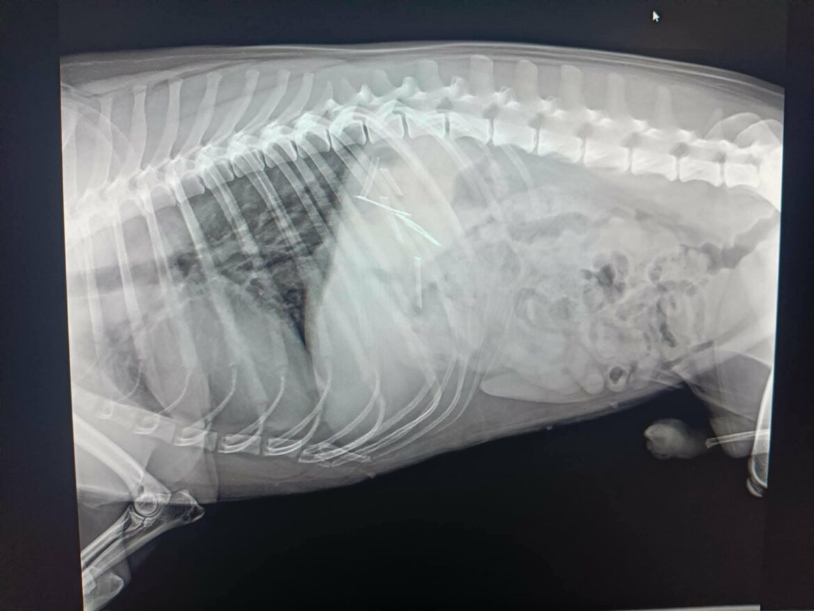 499202144_29965741376373292_1808896008615908781_n